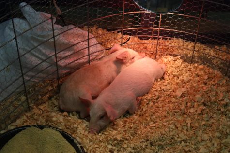 At the Young McDonalds Farm, junior Hunter Williams brought in his pigs. These two pigs are inseparable, Come down to the Old McDonalds Farm in the AG hallway!